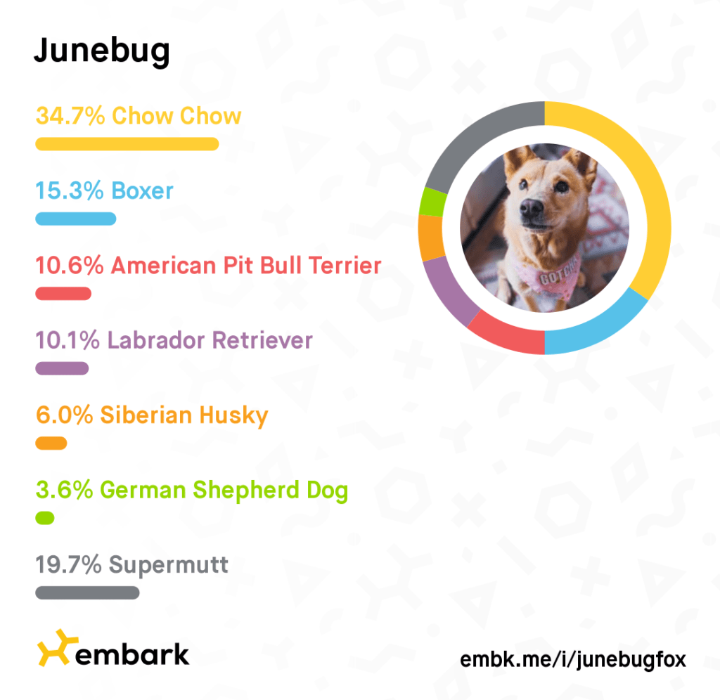 dog breed analysis from Embark