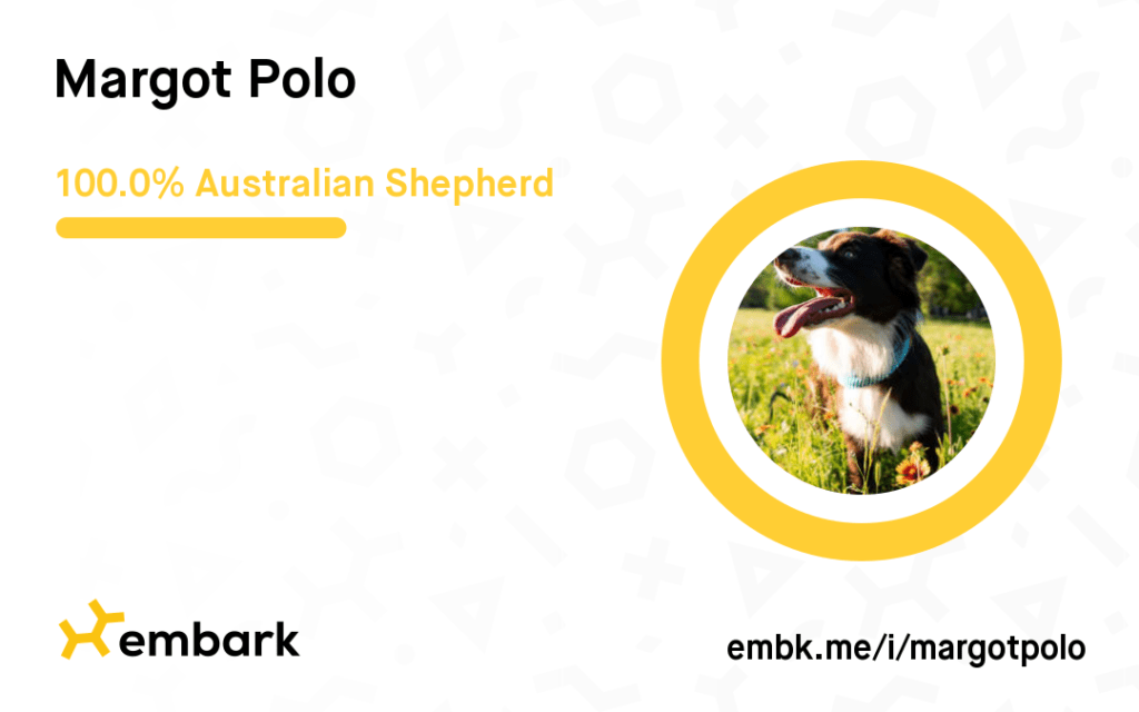 dog breed analysis from embark for purebred dog