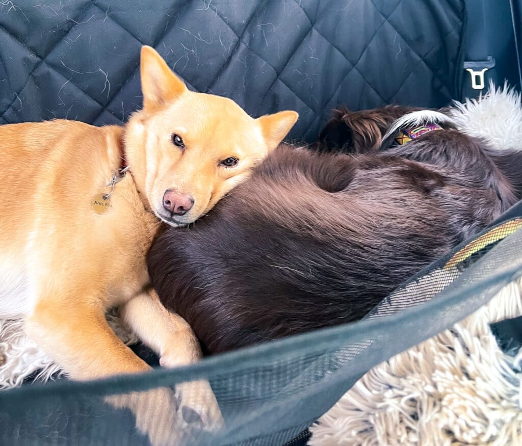 two dogs lay in the backseat of a cart