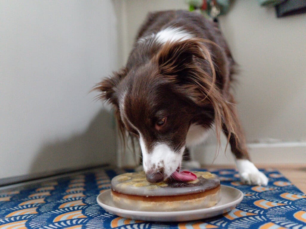 Margot, a red and white australian shepherd, licks a frozen dog treat.
