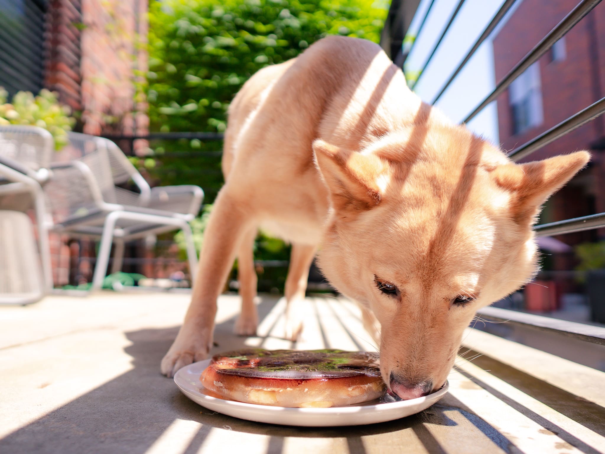 DIY Cake Recipe For Dogs: Keep Dogs Cool in Summer